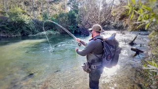 Fly Fishing Tiny Stream Loaded with Big Trout!