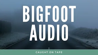 10 Bigfoot Audio Clips | Scary Sasquatch howls, screams and whoops