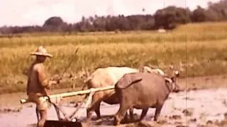 Bali people in 1940, before the Japanese occupation