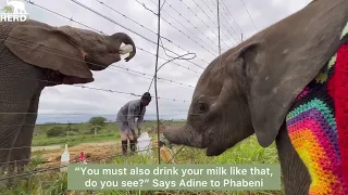 The Moment Baby Elephants, Phabeni & Khanyisa Touch Trunks 🩷