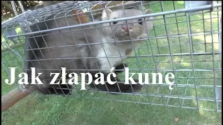 Jak złapać i uwolnić kunę - jak chronić dom, samochód - pułapka