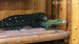 Crocodile Monitor Lizard failed mating attempt