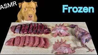 ASMR MUKBANG PITBULL EATING RAW FOODS QUAIL CHICKEN HEAD VENISON PORK