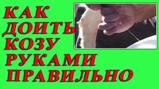 ♥КАК ПРАВИЛЬНО ДОИТЬ КОЗУ РУКАМИ