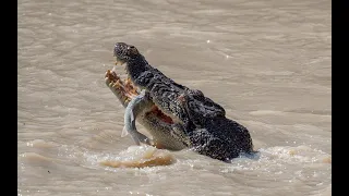 Crocodiles feeding at Cahills Crossing, East Alligator River Kakadu Northern Territory Australia.