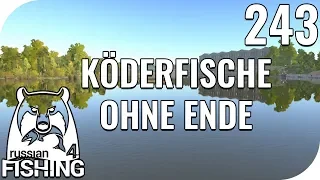 RUSSIAN FISHING 4 #243 - KÖDERFISCHE OHNE ENDE! 🎣 || PantoffelPlays