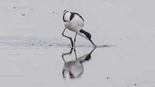 Avocets, on the Norfolk Broads