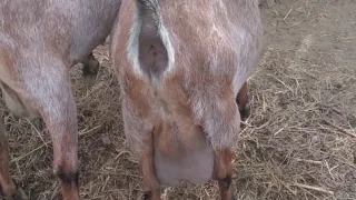 Как выглядит петля у козы перед окотом.🐐