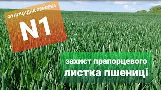 Фунгіцидна обробка №1: захист прапорцевого листка пшениці