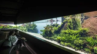 World's Largest Aquascape by Takashi Amano Forests Underwater Tour