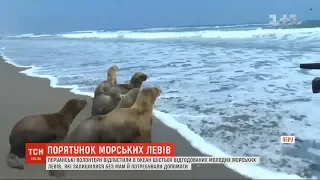 Волонтери відпустили в океан шістьох молодих морських левів у Перу