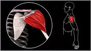 БОЛИТ ПЛЕЧО 🔴 Дельтовидная мышца: анатомия, функции, триггерные точки, упражнения ⭐ SLAVYOGA