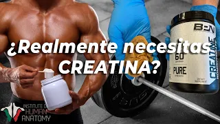 ¿Qué hace la creatina en el cuerpo?