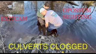 update on culvert by beaver racks. we use dad's culvert unclogging tool. 2/5/23