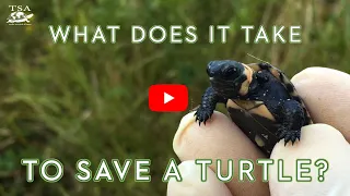 What does it take to save a turtle?