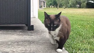 Cats 1/2 Saimese Florencia' Backyard Eating Grass Paranoid on High Alert lol Cat 😂 🐾 ✅