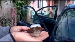 Little Bird trying to fly for the first time