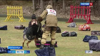 Чемпионат среди кинологов Уральского таможенного управления проходит в Екатеринбурге