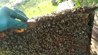 Огромный рой пчёл прилетел в сломанную ловушку