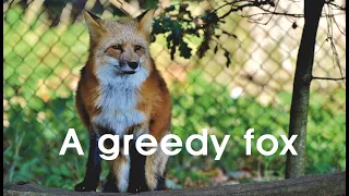 Short Story: A greedy fox