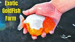 SECRET GOLDFISH FARM IN SINGAPORE | NK Farm Singapore