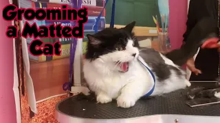 Shaving a Matted Cat- Tutorial
