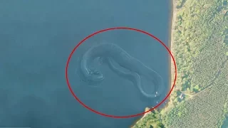 5 Mysterious & Giant Sea Creatures Caught On Google Earth