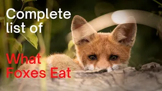 What Do Foxes Eat: Complete List of What Foxes Hunt, and Eat