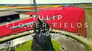 Experience the Breathtaking Tulips of Holland 🌷 4K Drone Tour