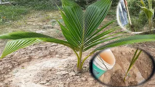 How to make best fertilizer natural for coconut tree grow fast