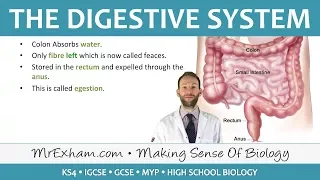 The Digestive System - GCSE Biology (9-1)