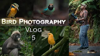 Looking for unique birds at Taiping | New Taiping series unlock |Tamil Wildlife / Bird Photography