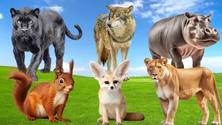 Wild Animal Sounds In Peaceful: Puma, Squirrel, Fox, Lioness, Hippopotamus - Cute Baby Monkeys