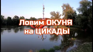 Ловим ОКУНЯ на ЦИКАДЫ