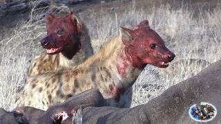 Hyenas & Vultures & Small Honey Badger Vs Large Hippo Carcass