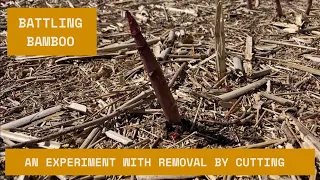 Battling Bamboo | An Experiment with the Cutting/Exhaustion Method of Removal