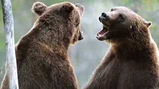 Stunning Footage of Two Bears Duking It Out for Dominance