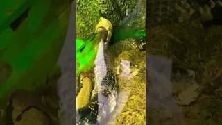 Змея 🐍 сбрасывает кожу #shorts #змея