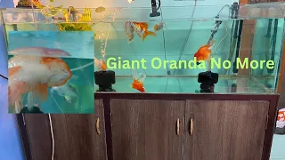 Giant Oranda Goldfish Story Over.