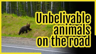 Wild animals on roads - top 10 most amazing and incredible wild animals encounters on road