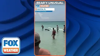 Black Bear Surprises Beachgoers After Taking Swim In Popular Florida Beach