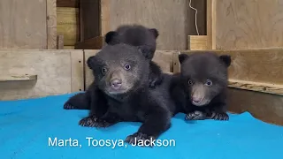 Meet the 2023 Orphan Brown Bears