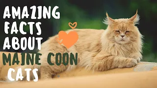 10 AMAZING FACTS ABOUT MAINE COON CAT BREED