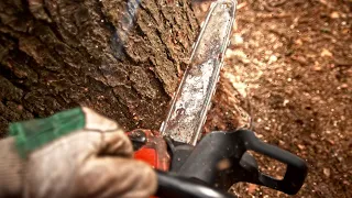 Things You Should Not Do When Cutting Down A Tree