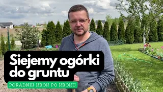 Obfite plony ogórków? - poradnik siania do gruntu