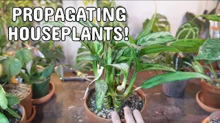 PROPAGATING PLANTS | Updates, Perlite Prop Box, Water Method And Much More #propagation #houseplants