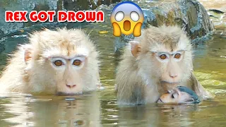 Terrify Drowned! Newborn Baby Monkey Rex Got Drowned Went Mum Rose Do Swimming