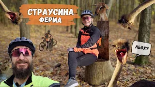 Страусина ферма в Ясногородці, тест Оліних 36 см (керма), нові ліхтарики-блималки