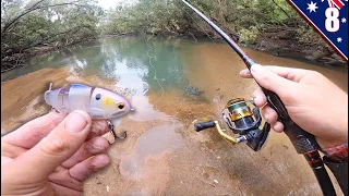 MINI Swimbait Fishing in CRYSTAL CLEAR CREEKS (New Fish Species)