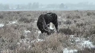 7 Minutes of Moose in the Grand Teton National Park